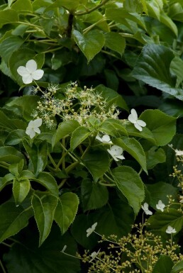 Hydrangea anomala subsp. petiolaris struik 80-100 cm