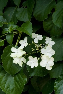Hydrangea anomala subsp. petiolaris struik 100-125 cm