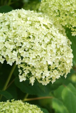 Hydrangea arborescens 'Annabelle' struik 50-60 cm