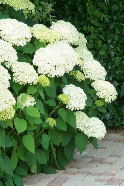 Hydrangea arborescens 'Annabelle' struik 60-80 cm