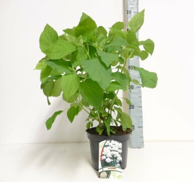 Hydrangea arborescens 'Annabelle' struik 60-80 cm