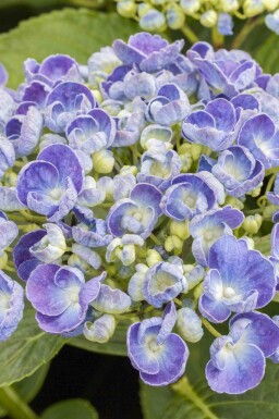 Geen afbeelding beschikbaar