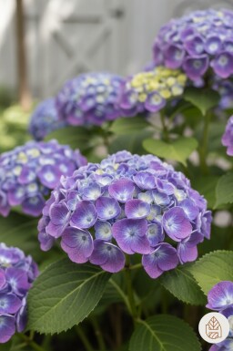 Hydrangea macrophylla 'Ayesha' struik 40-60 cm
