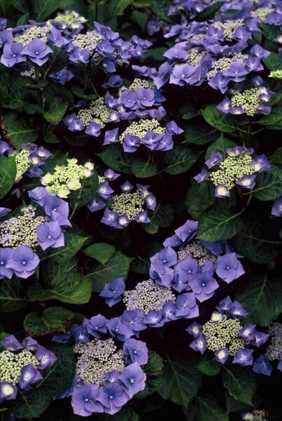 Hydrangea macrophylla 'Blaumeise' struik 80-100 cm