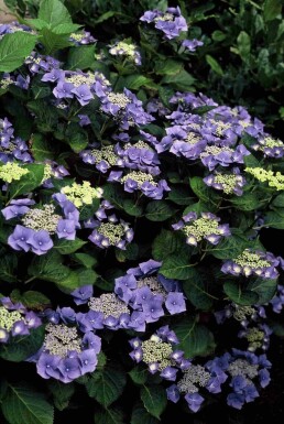 Hydrangea macrophylla 'Blaumeise' struik 80-100 cm