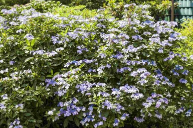 Hydrangea macrophylla 'Bodensee' struik 30-40 cm