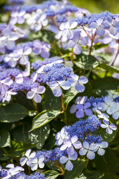 Hydrangea macrophylla 'Bodensee' struik 40-60 cm