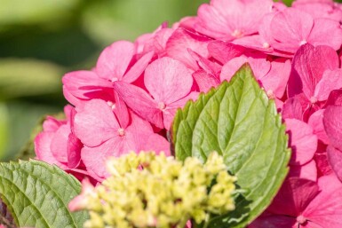 Hydrangea macrophylla 'Bouquet Rose' struik 40-60 cm