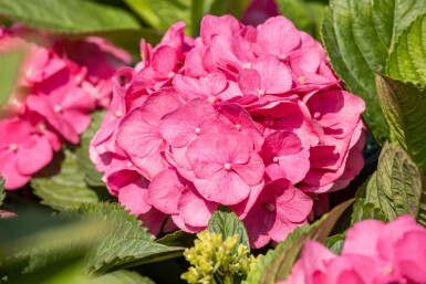 Hydrangea macrophylla 'Bouquet Rose' struik 60-80 cm