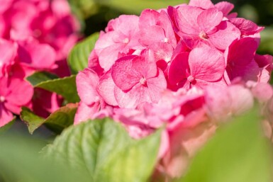 Hydrangea macrophylla 'Bouquet Rose' struik 60-80 cm