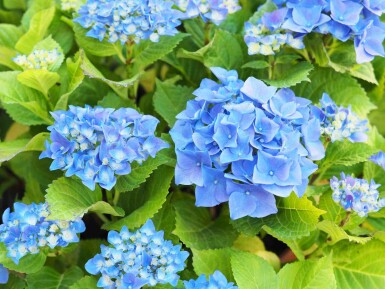 Hydrangea macrophylla 'Nikko Blue' struik 60-80 cm