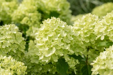 Hydrangea paniculata 'Limelight' struik 40-50 cm