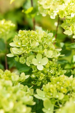 Hydrangea paniculata 'Limelight' struik 50-60 cm