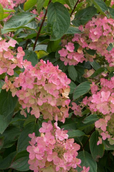 Hydrangea paniculata 'Pink Diamond' struik 40-60 cm