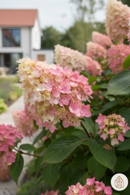 Hydrangea paniculata 'Pink Diamond' struik 40-60 cm