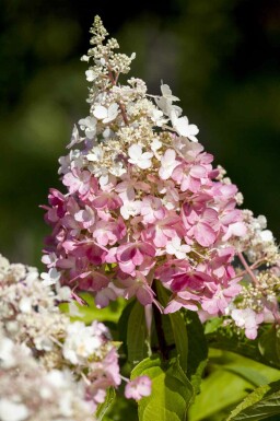 Hydrangea paniculata 'Pinky Winky' struik 60-80 cm