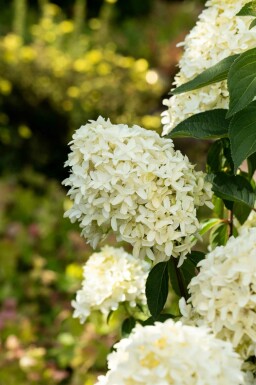 Hydrangea paniculata 'Skyfall' struik 40-50 cm