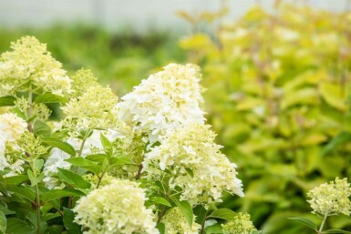 Hydrangea paniculata 'Skyfall' struik 60-80 cm