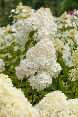 Hydrangea paniculata 'Vanille Fraise' struik 40-60 cm