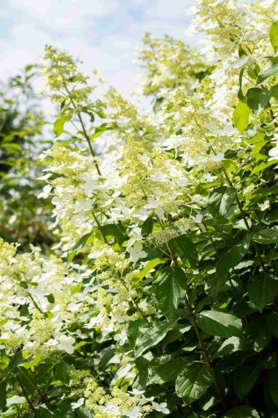 Hydrangea paniculata 'Vanille Fraise' struik 60-80 cm