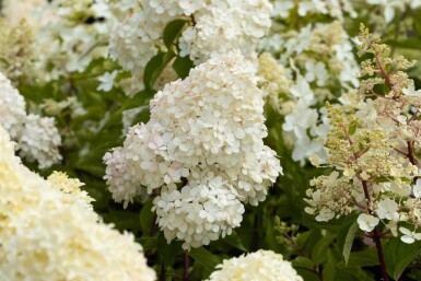 Hydrangea paniculata 'Vanille Fraise' struik 60-80 cm