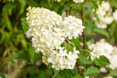 Hydrangea paniculata 'Vanille Fraise' struik 60-80 cm