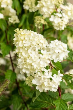 Hydrangea paniculata 'Vanille Fraise' struik 80-100 cm