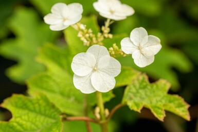 Hydrangea quercifolia 'Ruby Slippers' struik 30-40 cm