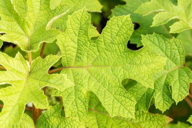 Hydrangea quercifolia 'Ruby Slippers' struik 30-40 cm