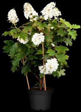 Hydrangea quercifolia 'Ruby Slippers' struik 30-40 cm