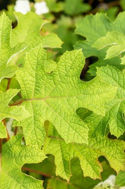 Hydrangea quercifolia 'Ruby Slippers' struik 60-80 cm