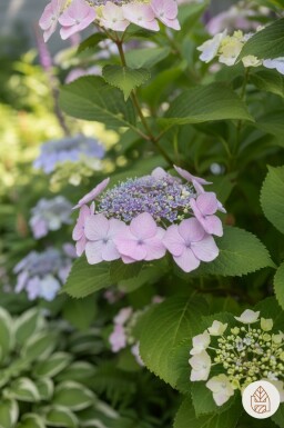 Hydrangea serrata 'Bluebird' struik 60-80 cm