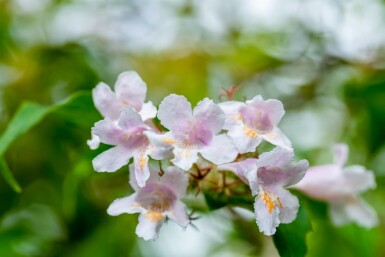Kolkwitzia amabilis struik 100-125 cm