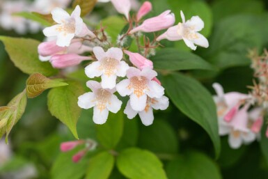 Kolkwitzia amabilis struik 150-175 cm