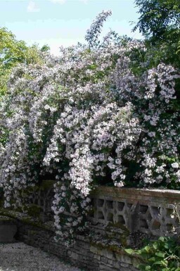 Kolkwitzia amabilis struik 150-175 cm