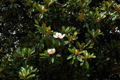 Magnolia grandiflora struik 80-100 cm
