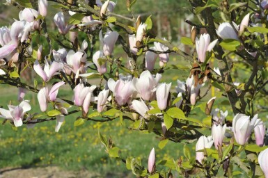 Magnolia 'Heaven Scent' struik 125-150 cm