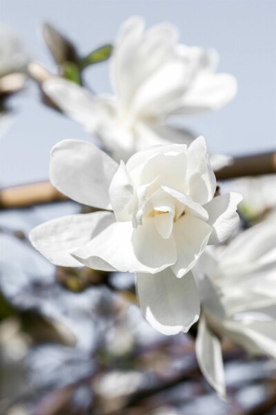 Magnolia loebneri 'Merrill' struik 60-80 cm