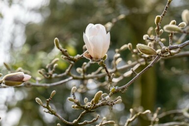 Magnolia loebneri 'Merrill' struik 60-80 cm