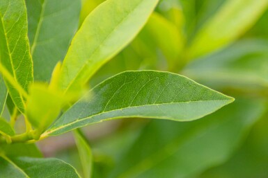 Nyssa sylvatica struik 40-60 cm