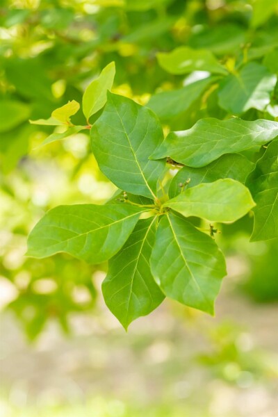 Nyssa sylvatica struik 80-100 cm