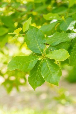 Geen afbeelding beschikbaar