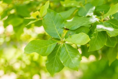 Nyssa sylvatica struik 80-100 cm