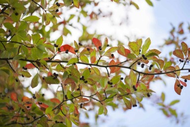 Nyssa sylvatica struik 80-100 cm