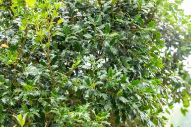 Osmanthus heterophyllus struik 80-100 cm