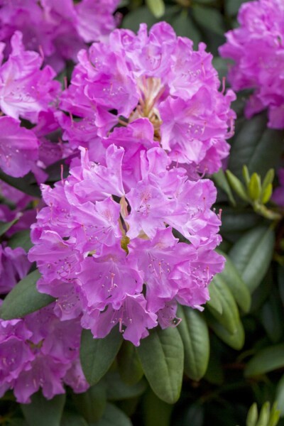 Rhododendron catawbiense 'Boursault' struik 40-50 cm