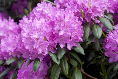 Rhododendron catawbiense 'Boursault' struik 60-80 cm
