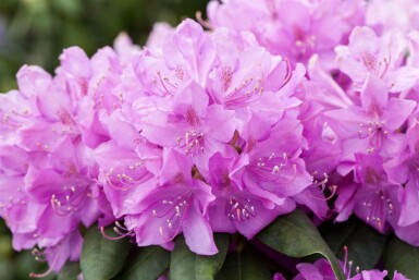 Rhododendron catawbiense 'Boursault' struik 60-80 cm