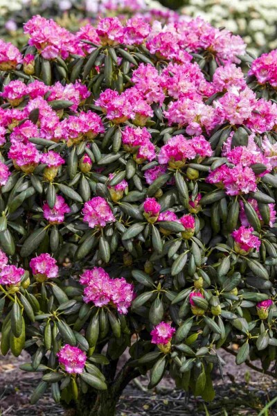 Rhododendron 'Germania' struik 50-60 cm