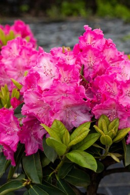 Rhododendron 'Germania' struik 50-60 cm